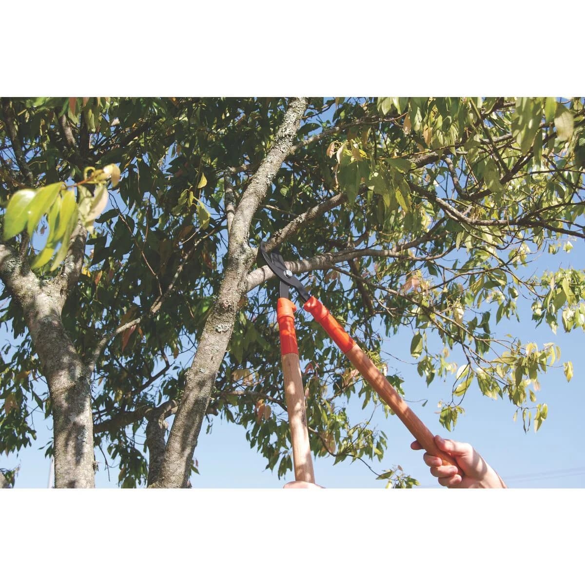 Tijera De Podar Tramontina De Acero Con Mango Madera 60 Cm — imagen 6 de 7