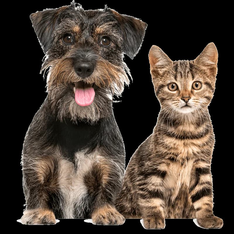 Dispensador Alimento Mascotas Smart — imagen 3 de 3